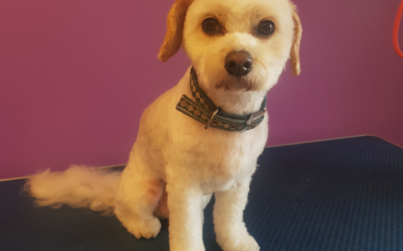 Perfect paws mobile grooming sales brooklyn