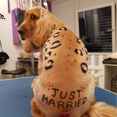 Dog Creative Grooming Wedding